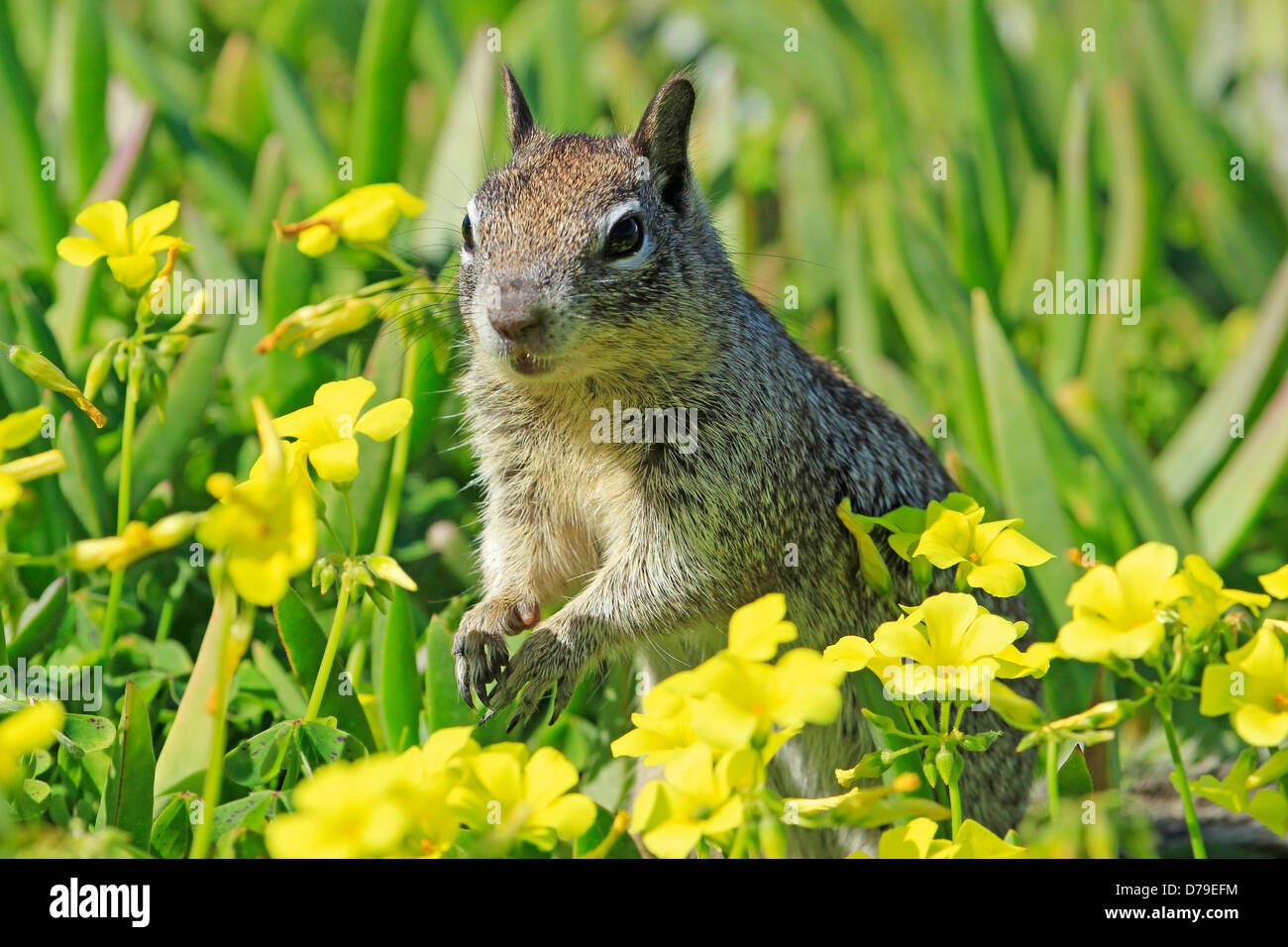 La massa della California scoiattolo (Otospermophilus beecheyi) Foto Stock