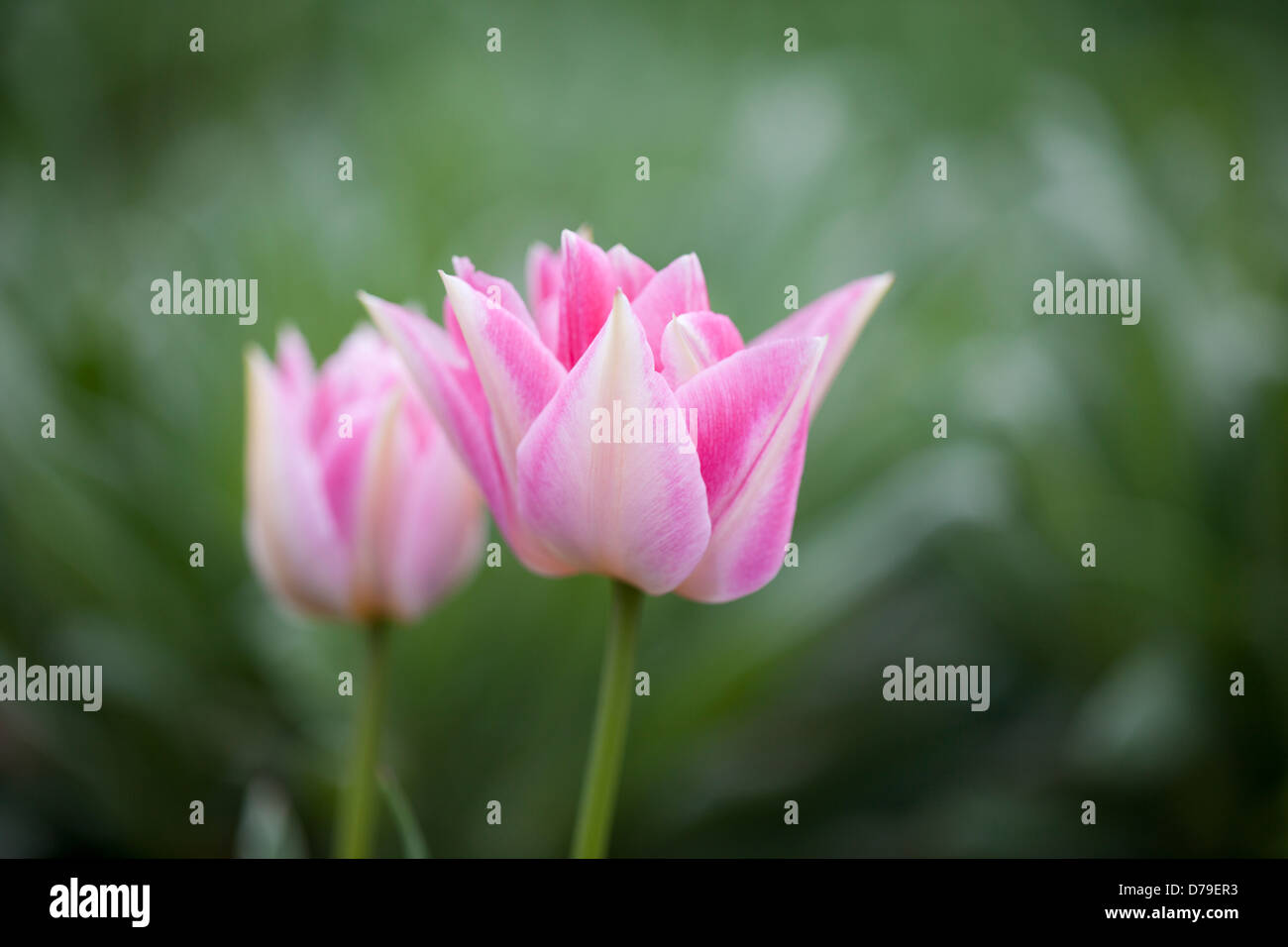 Primo piano di due tulipani rosa contro uno sfondo verde sfocato in un giardino primaverile UK Foto Stock