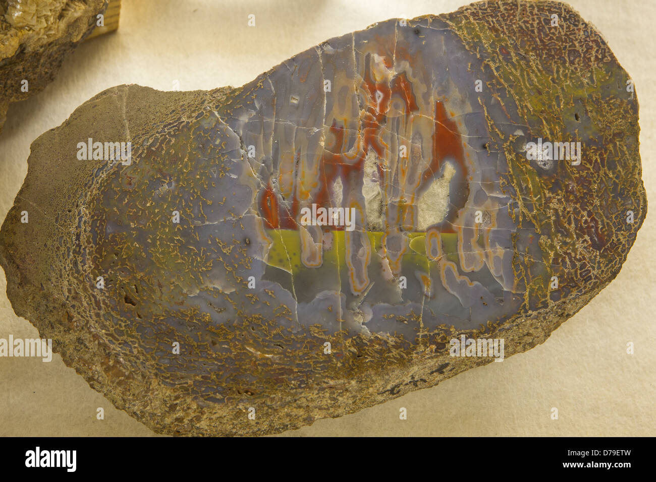 Tagliata e lucidata di ossa di dinosauro mostra cristalli colorati in area di midollo, Delta County Historical Museum, Delta, CO. Foto Stock