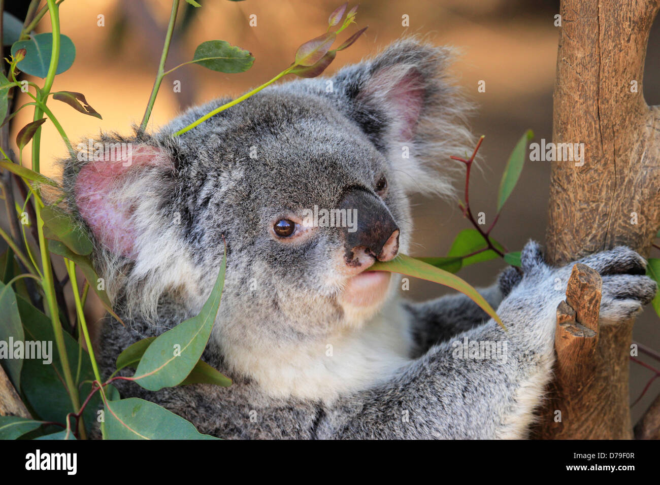 Queensland Koala (Phascolarctos cinereus adustus) Foto Stock