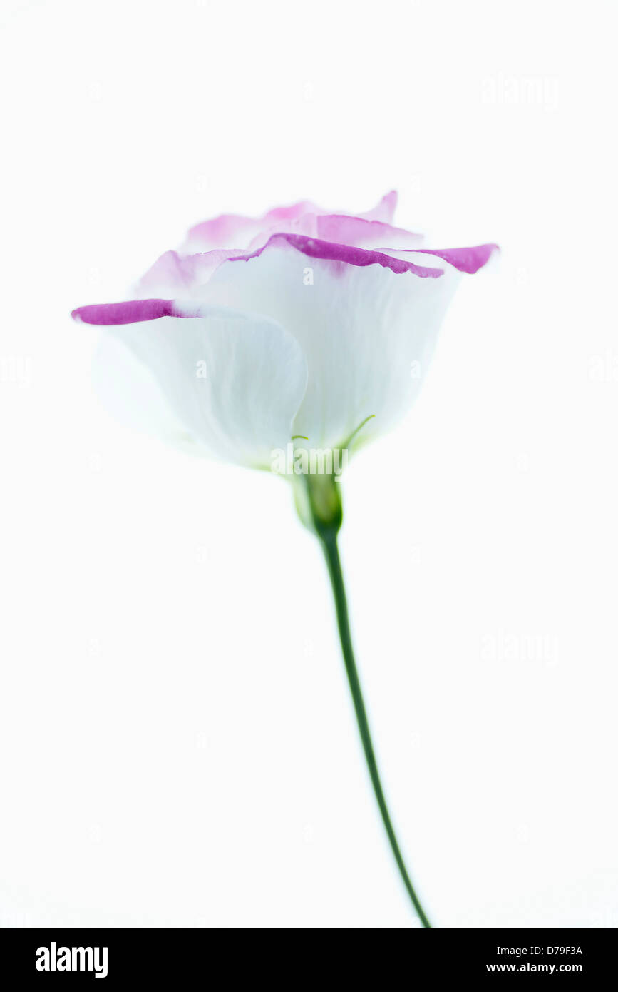 Eustoma cultivar, singolo fiore con petali di colore bianco Refilato con rosa. Foto Stock