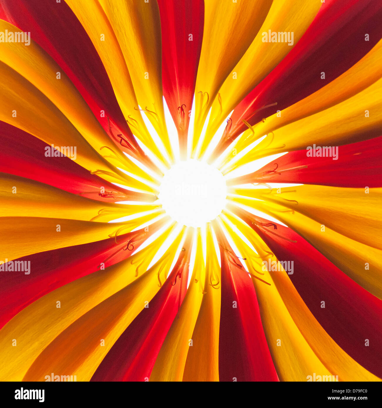 Gerbera jamesonii "Optima' e Gerbera Jamesonii "Ruby Red'. Rosso e petali di colore arancione da due impianti combinati e disposti. Foto Stock