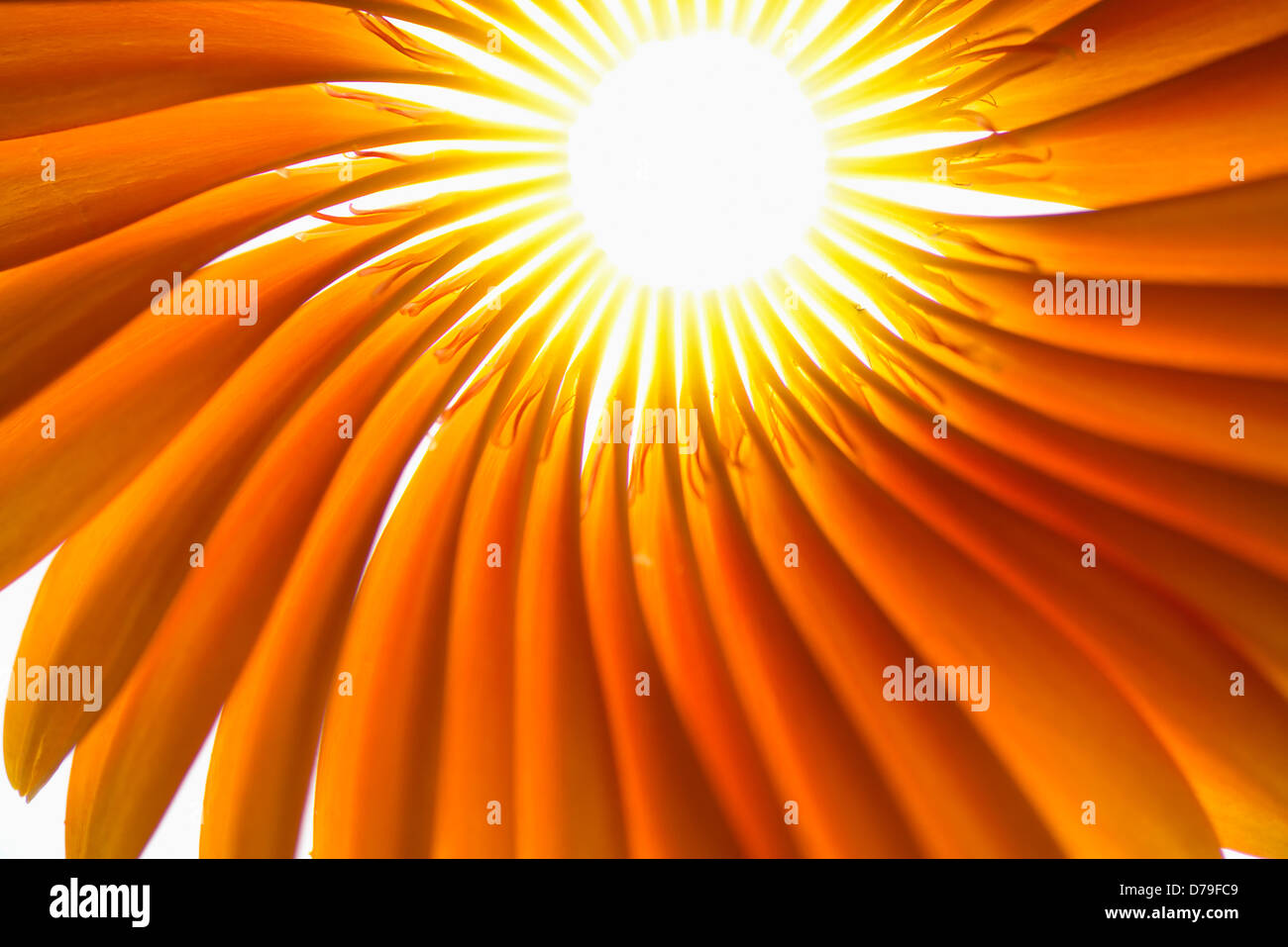Gerbera jamesonii "Optima', Fan di petali di colore arancione posto delicatamente per formare un rappresentante la forma di un fiore di Gerbera. Foto Stock