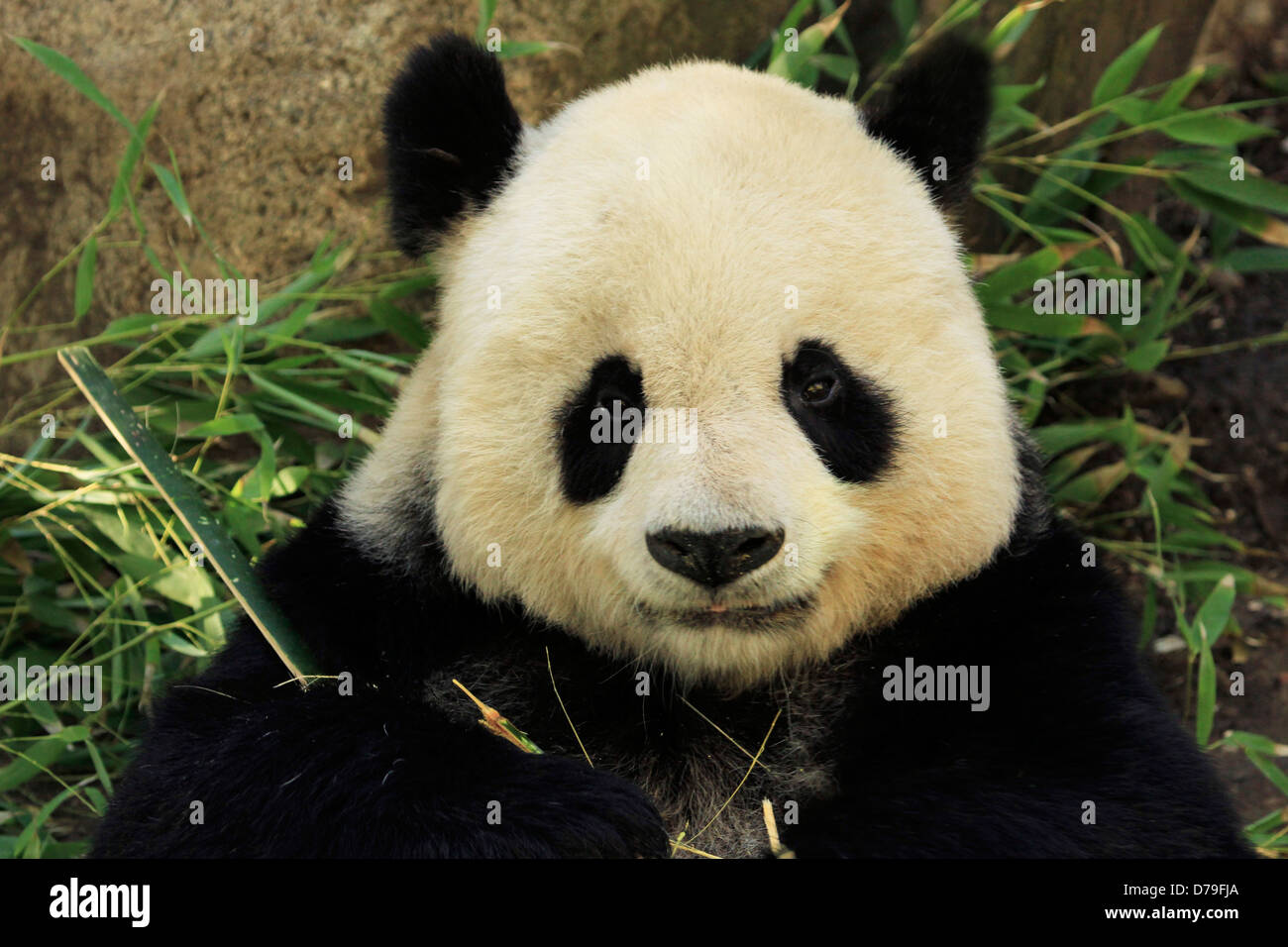 Ritratto di panda gigante orso (Ailuropoda melanoleuca) mangiare il bambù Foto Stock