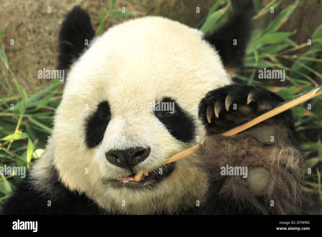 Ritratto di panda gigante orso (Ailuropoda melanoleuca) mangiare il bambù Foto Stock