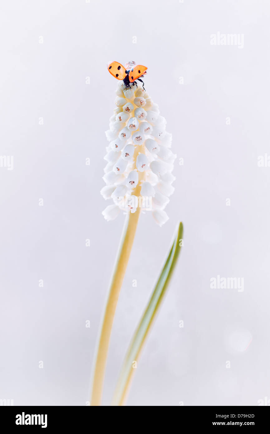 Uva bianca giacinto, Muscari botryoides Album con coccinella,Coccinnellidae, scese sulla punta del fiore spike con ali aperte. Foto Stock