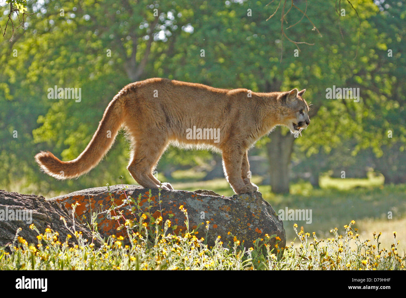 Mountain lion (Puma concolor) Foto Stock