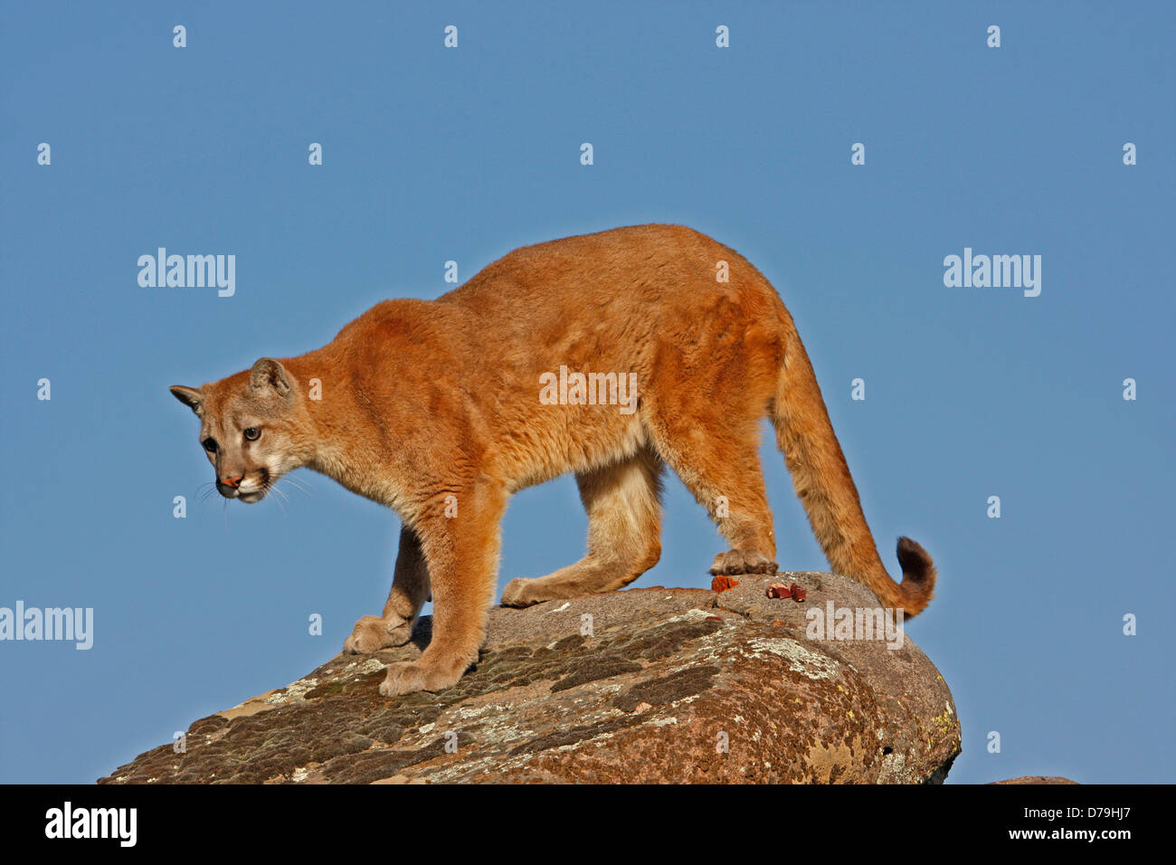 Mountain lion (Puma concolor) Foto Stock