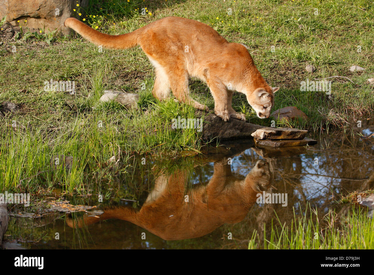Mountain lion (Puma concolor) Foto Stock
