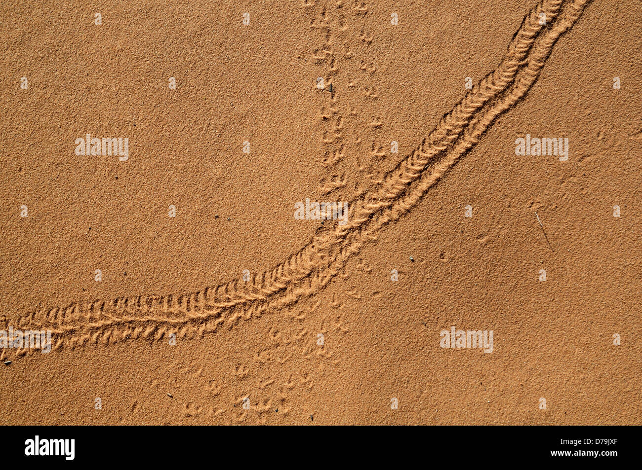 Lizard piccolo mammifero vie via traccia marcature mark sand desert trail Foto Stock