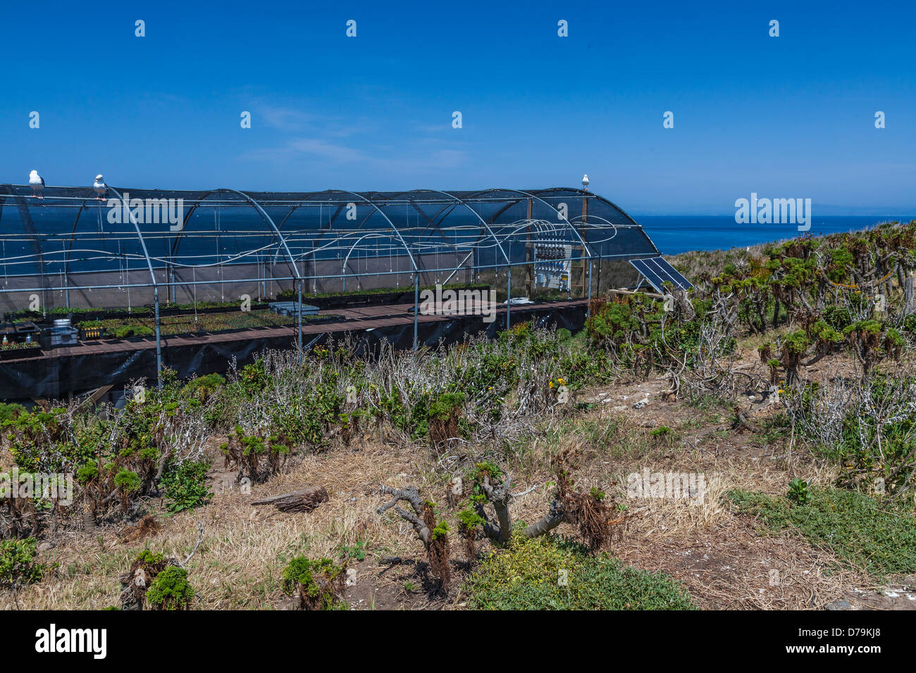 Nativo di Isola di Anacapa impianti per il ripristino del manto vegetale in vivaio su East Anacapa Island, Channel Islands National Park, California, Stati Uniti d'America Foto Stock