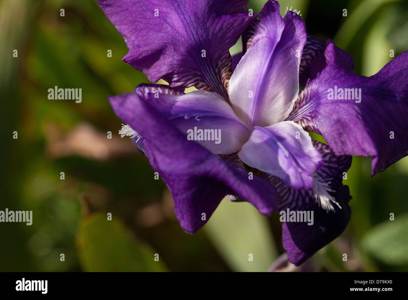 Bella fioritura di magnifico iris viola Germanica in un tranquillo giardino di primavera in Bretagna, Francia Foto Stock