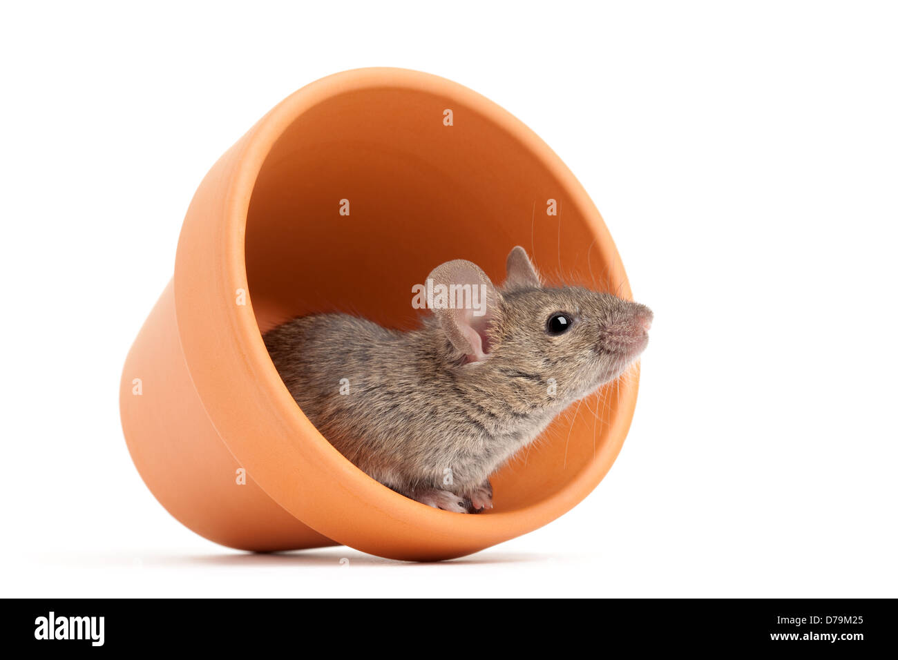 Mouse in vaso di fiori - grigio il mouse vicino fino a guardare fuori della pentola isolato su bianco Foto Stock Mouse in vaso di fiori - grigio il mouse vicino fino a guardare fuori della pentola isolato su bianco Foto Stock