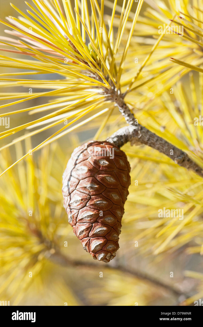 La Grecia, Marrone pigna e aghi gialli di Pinus attenuata che cresce su un albero di conifera. Foto Stock