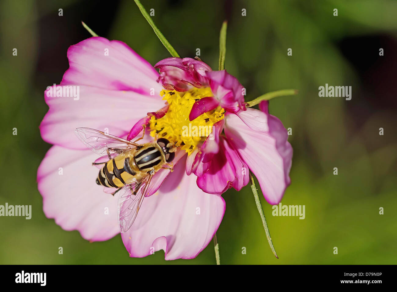 Hoverfly su giallo centro di rosa Cosmos bipinnatus. Foto Stock