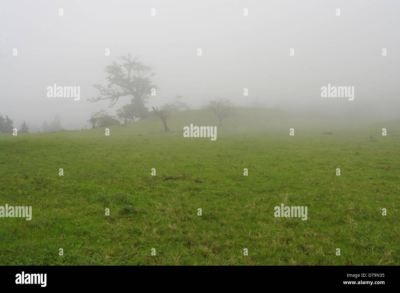 La nebbia in Boquete highlands Occidentali del Panama (America centrale). Foto Stock