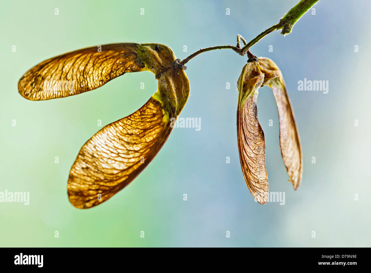 Vista ravvicinata di delicatamente venato semi alati o chiavi del platano, Acer pseudoplatanus. Foto Stock