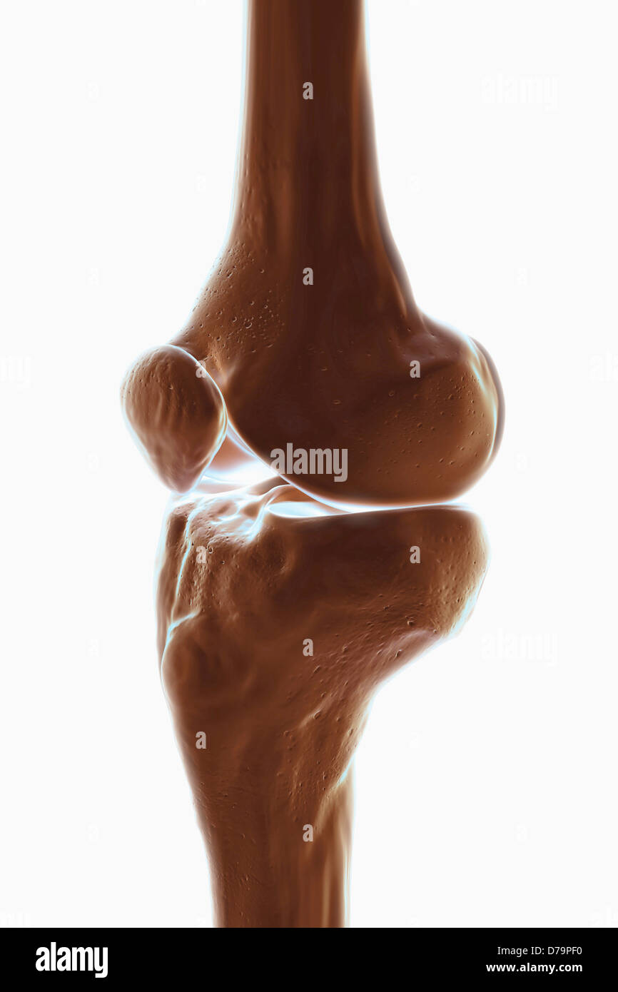 Le ossa del ginocchio destro) Foto Stock