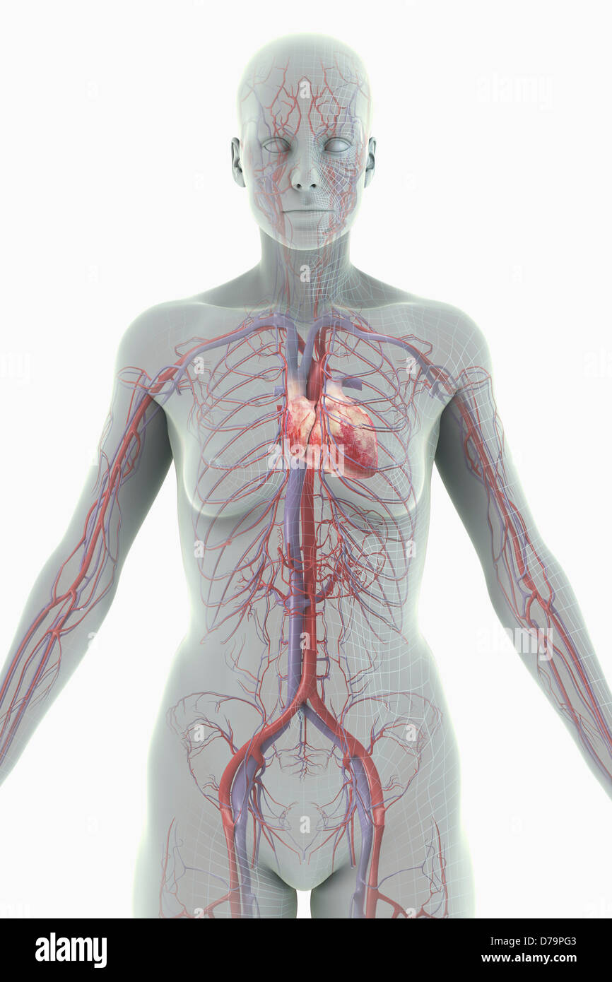 Il sistema cardiovascolare femmina) Foto Stock