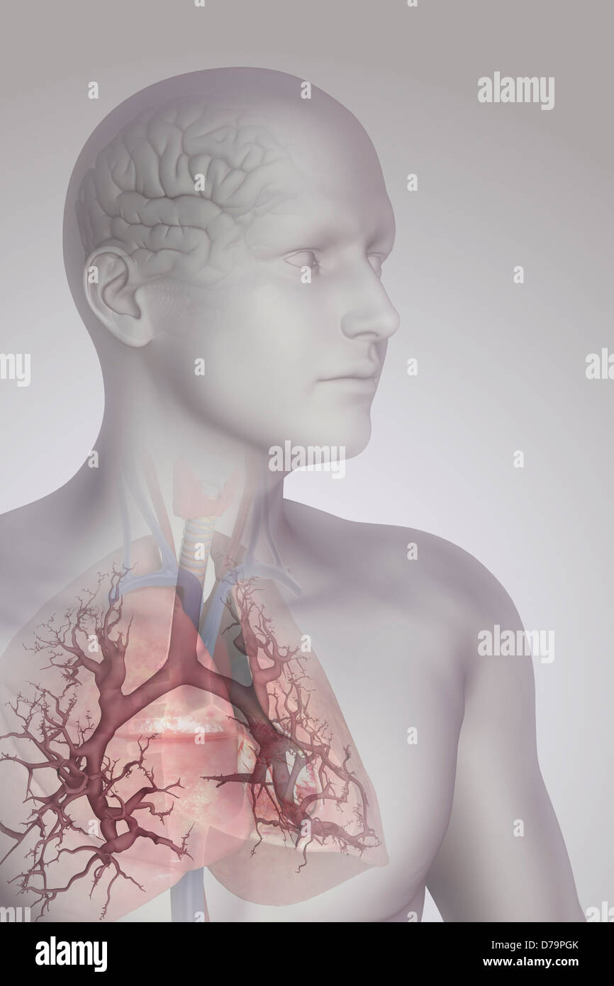 Il cervello del sistema respiratorio Foto Stock