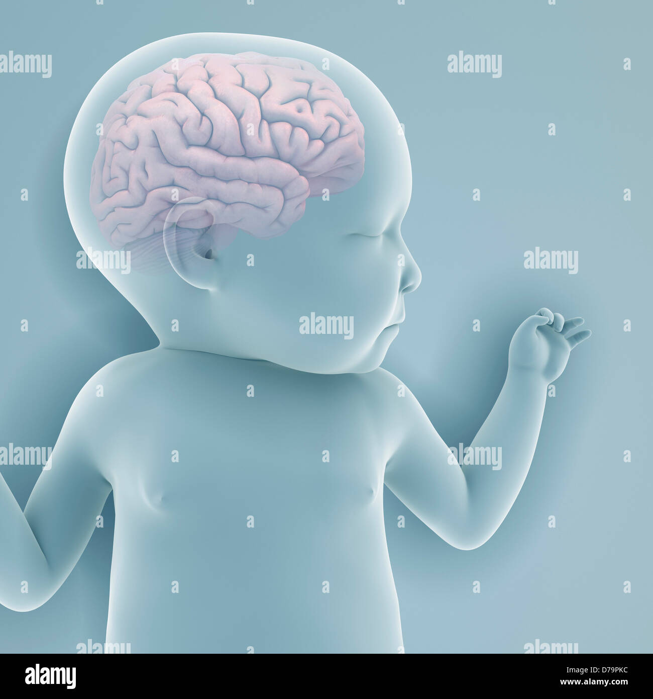 Anatomia del neonato Foto Stock