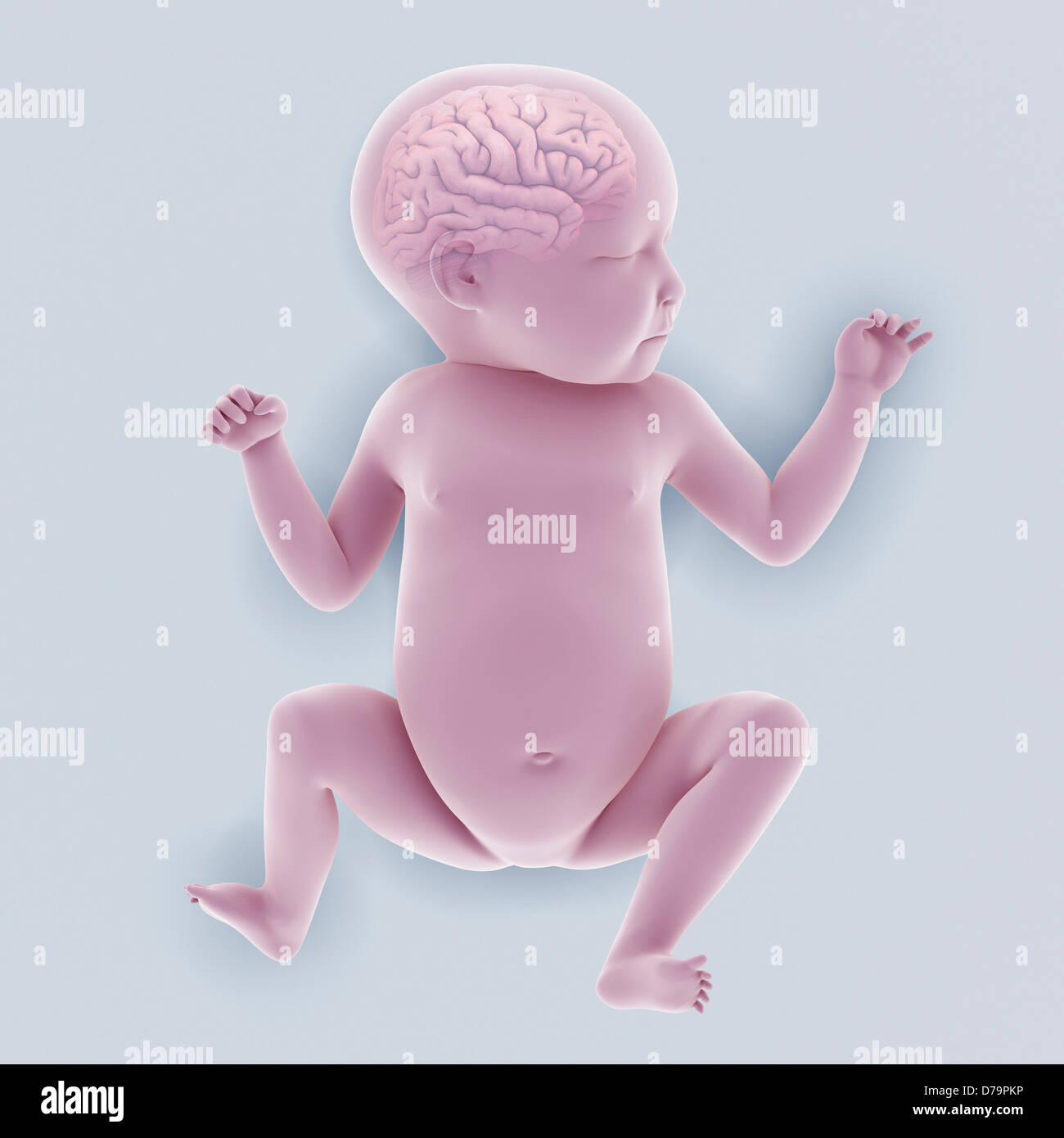Anatomia del neonato Foto Stock