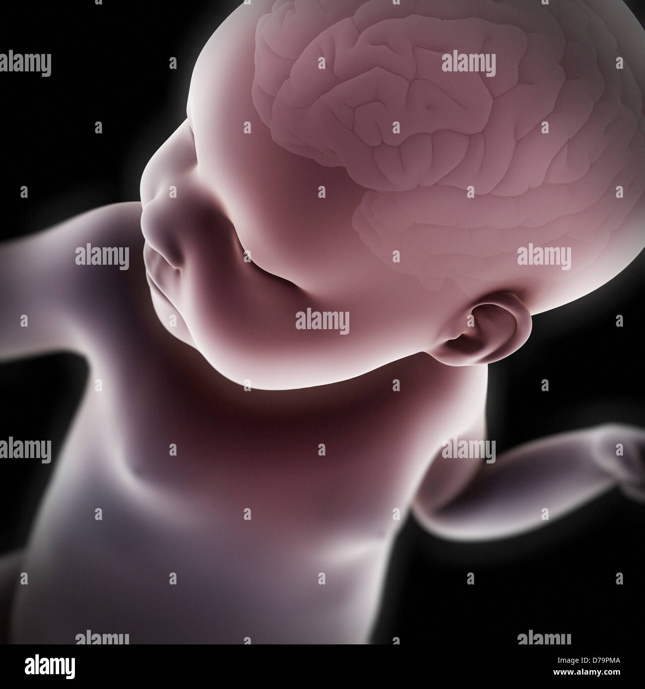 Anatomia del neonato Foto Stock