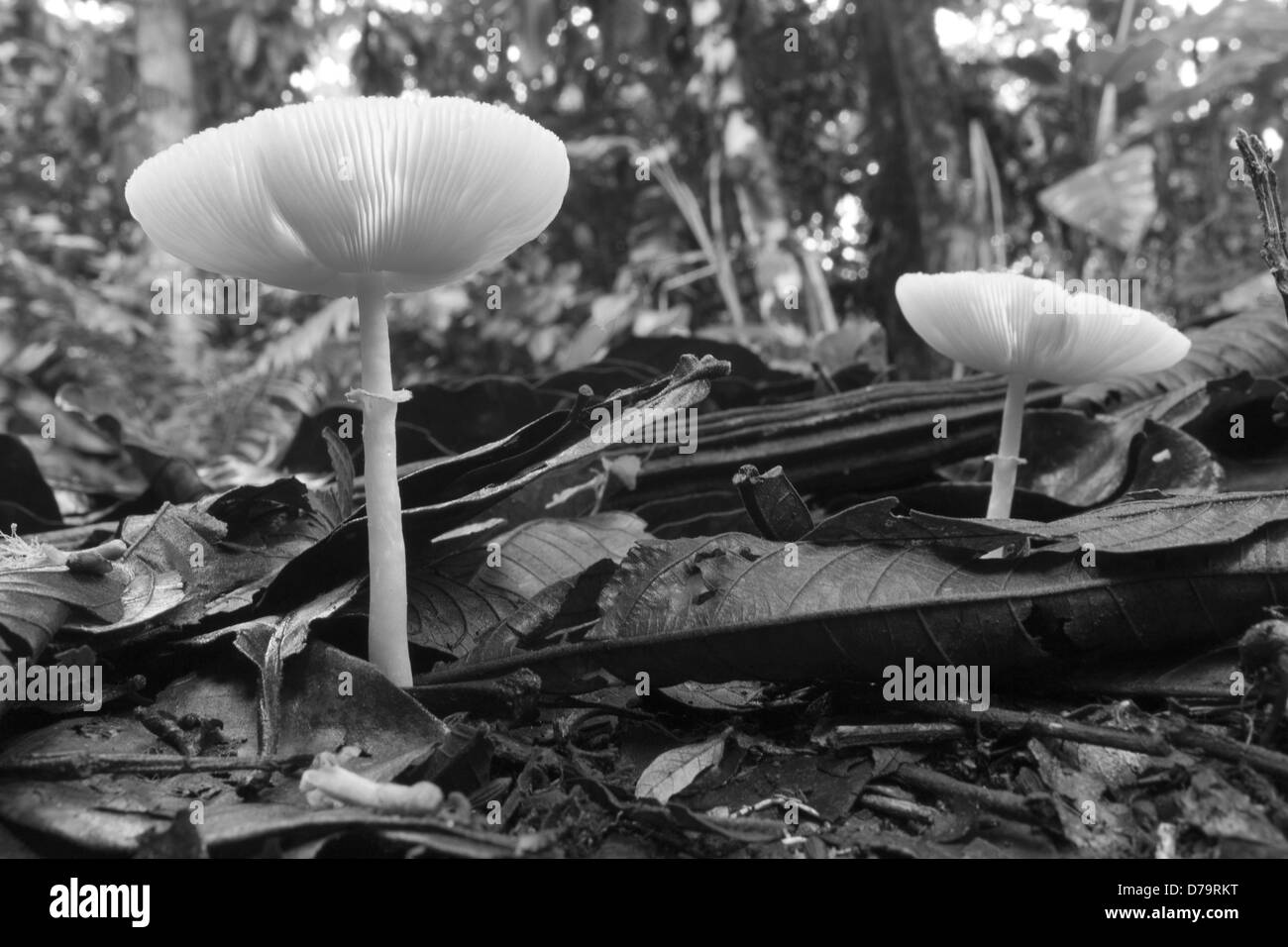 Basso angolo di vista toadstools sul suolo della foresta pluviale, Ecuador Foto Stock