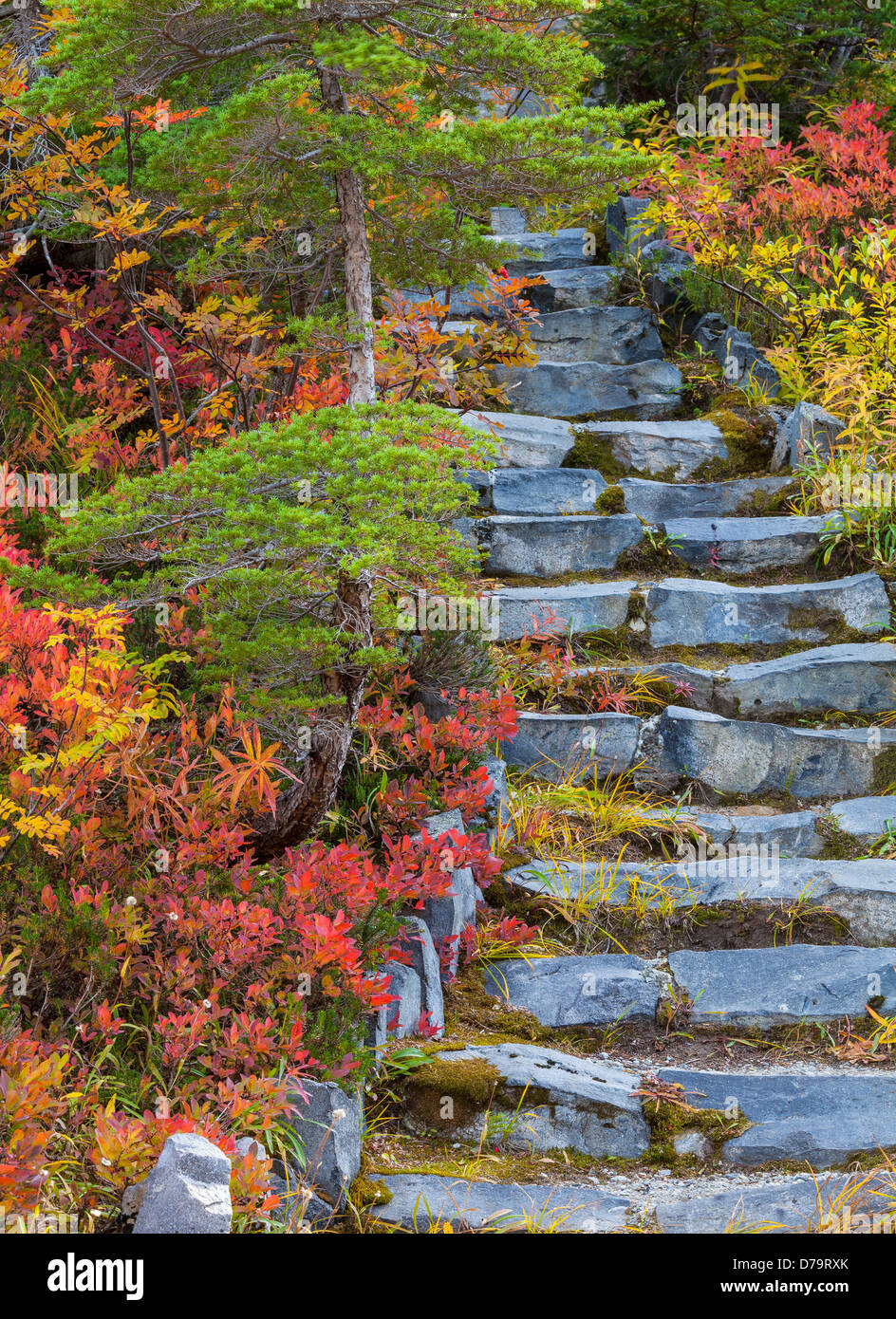 Montare Baker-Snoqualmie Foresta Nazionale, Washington: colori autunnali e scale in pietra su un sentiero a Heather Prati Foto Stock