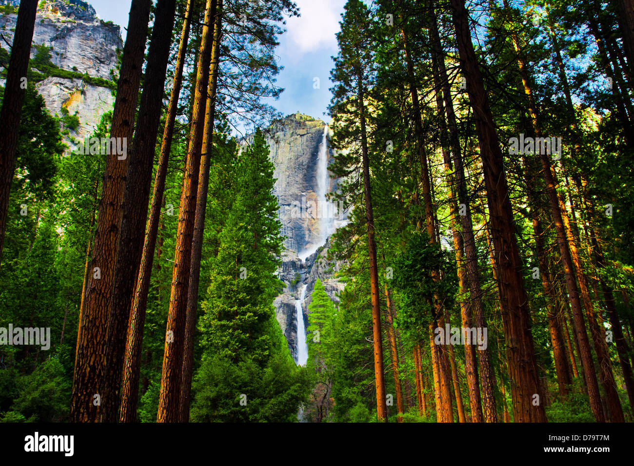 Cascate Yosemite dietro sequoie nel Parco Nazionale di Yosemite in California Foto Stock