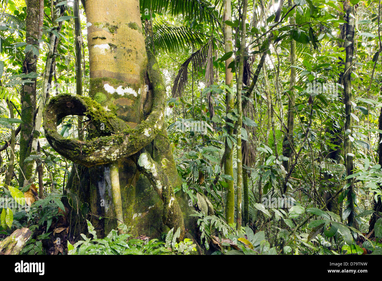 Liana su un tronco di albero nella foresta pluviale, Ecuador Foto Stock
