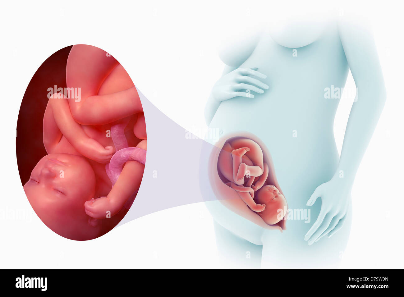 Lo sviluppo fetale settimana 36) Foto Stock