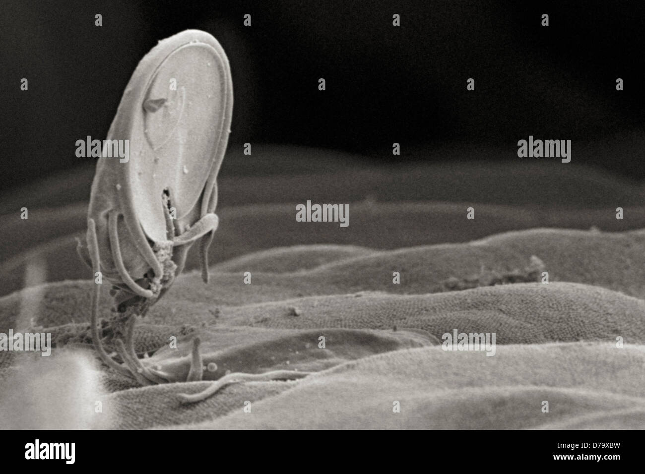 Giardia protozoo intestinale Foto Stock