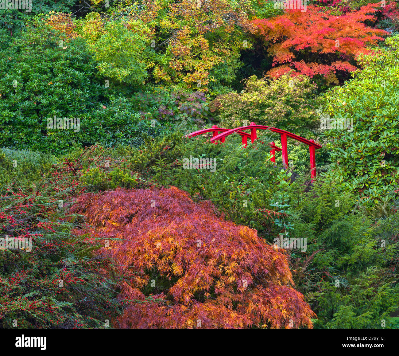 Seattle, Washington; il ponte della luna circondato dalla caduta di acero colorato e rododendri Foto Stock