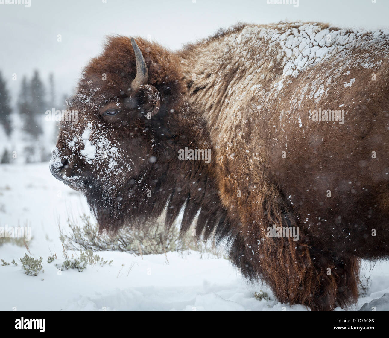 Parco Nazionale di Yellowstone, WY: Bisonti americani ricoperta di brina mattutina nella Lamar Valley, inverno Foto Stock