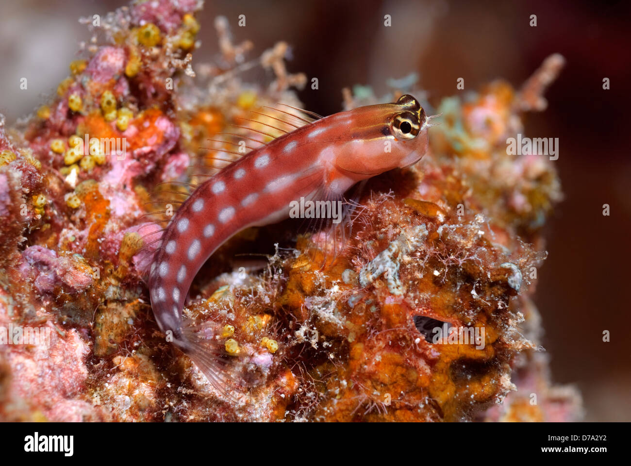 Australian Bavose australianus Ecsenius su un corallo, la Grande Barriera Corallina, Coral Sea, Oceano Pacifico, Queensland, Australia Foto Stock