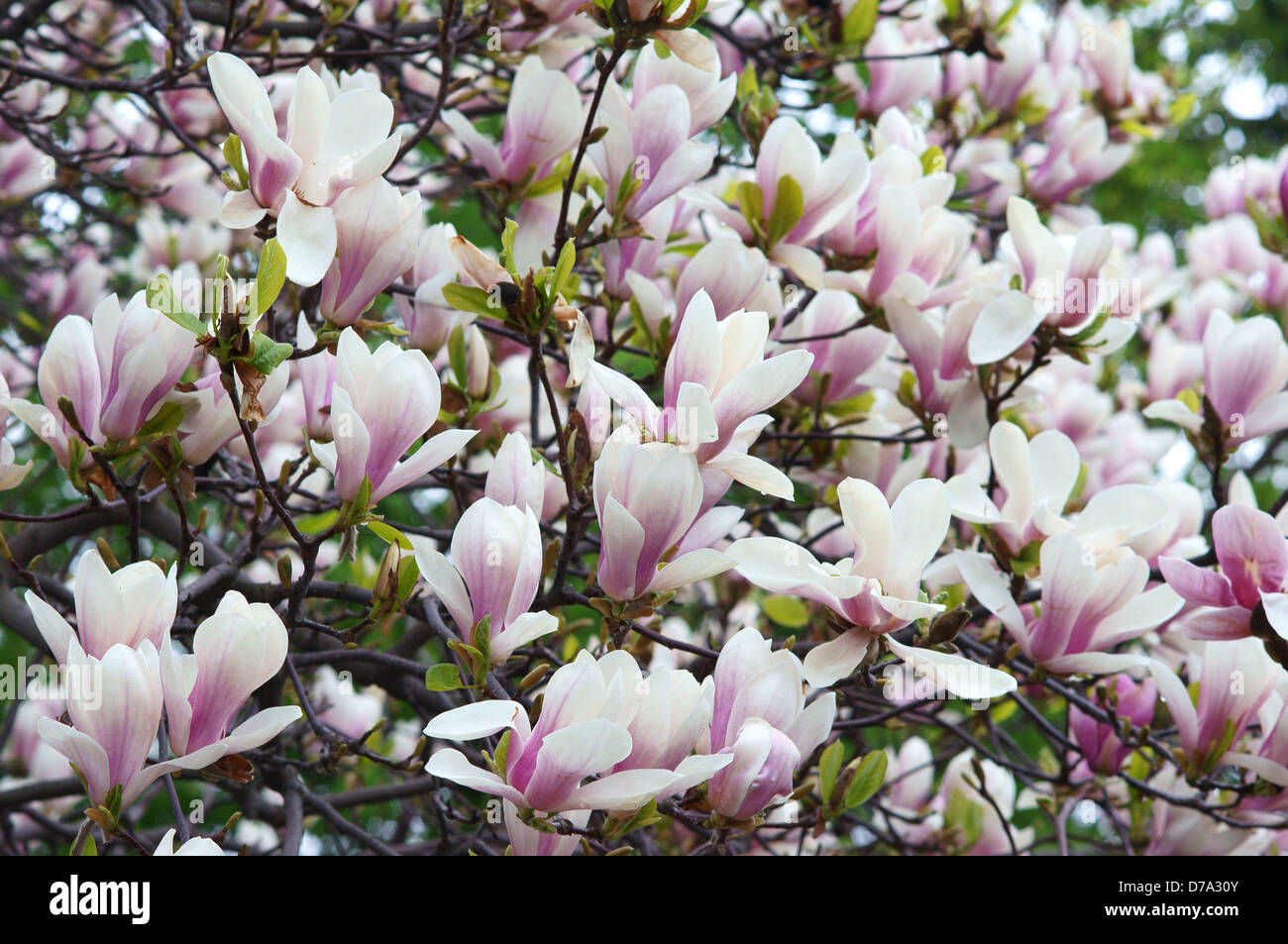 Soulangiana Magnolia soulangeana fiori di primavera sbocciano i fiori Foto Stock