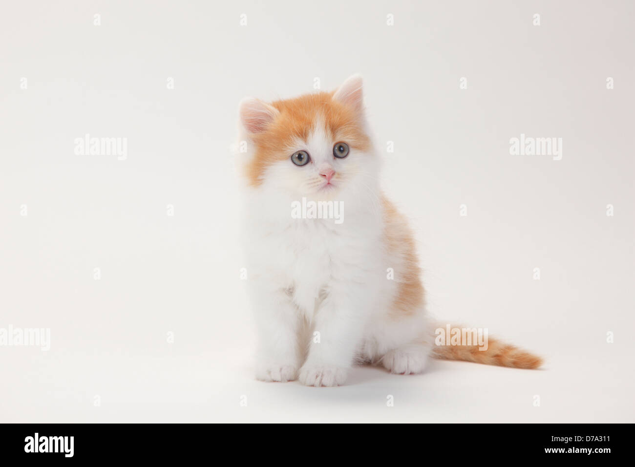 British Longhair Cat, gattino, 8 settimane, rosso-bianco / Highlander, Lowlander, Britanica Foto Stock