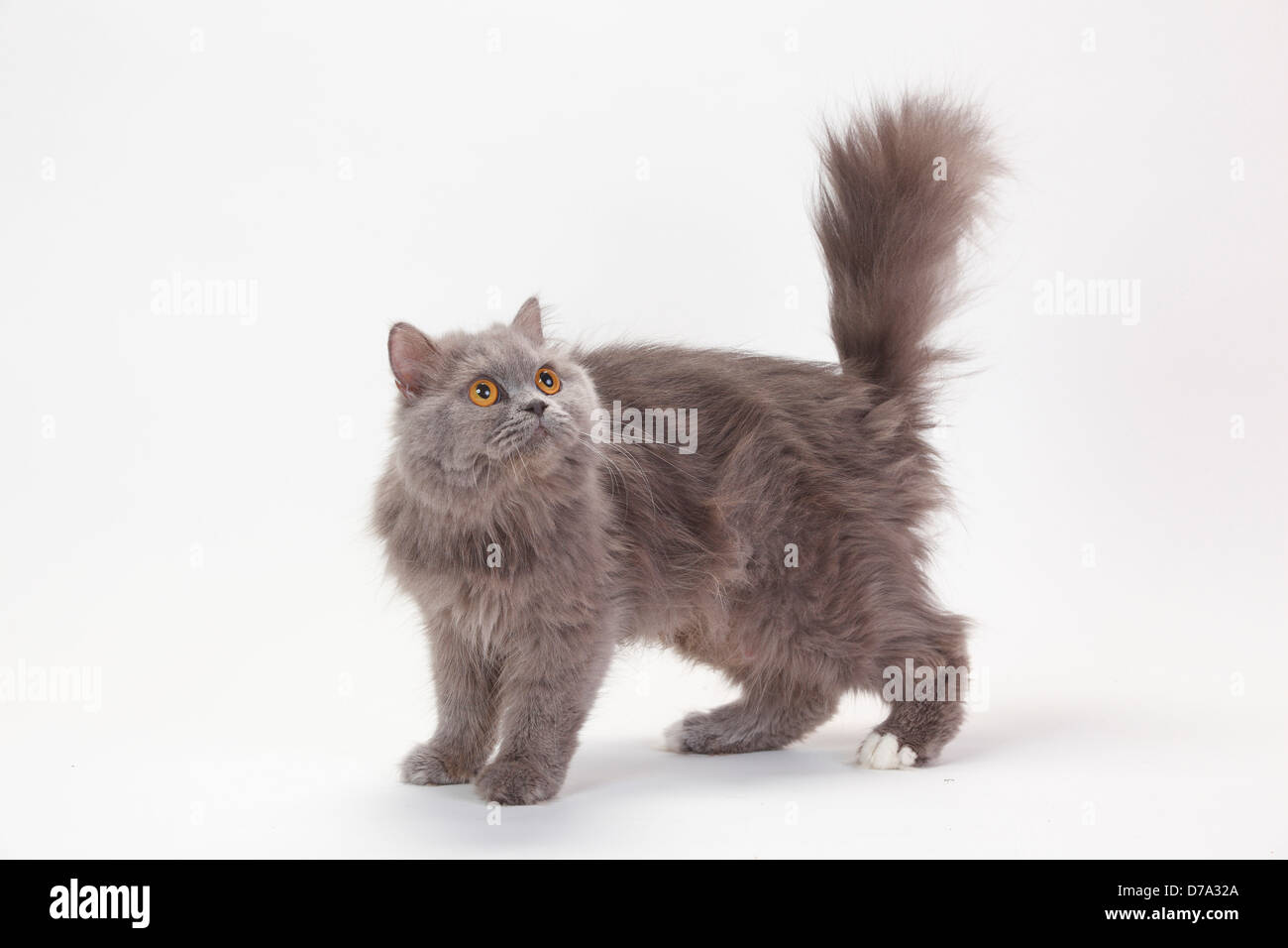 British Longhair Cat, blu-bianco / Highlander, Lowlander, Britanica, laterale Foto Stock