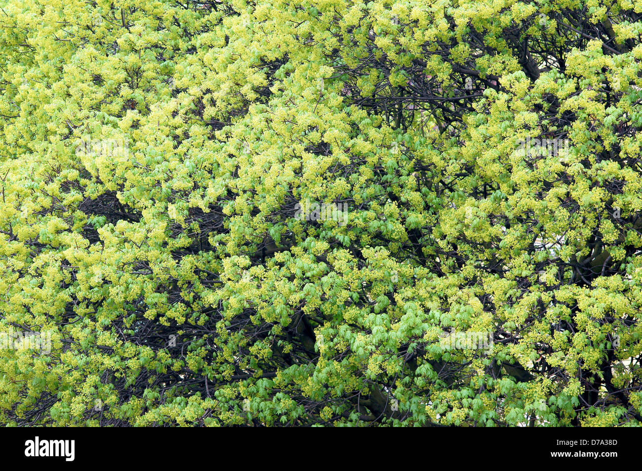Albero di acero fioritura primaverile Acer platanoides Foto Stock