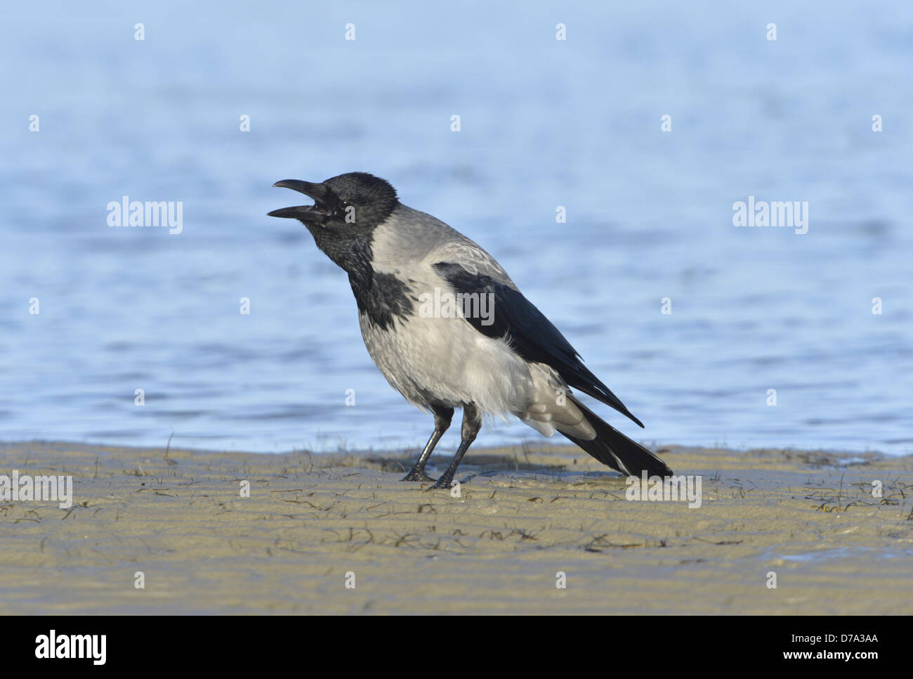 Cornacchia Mantellata Corvus cornix Foto Stock