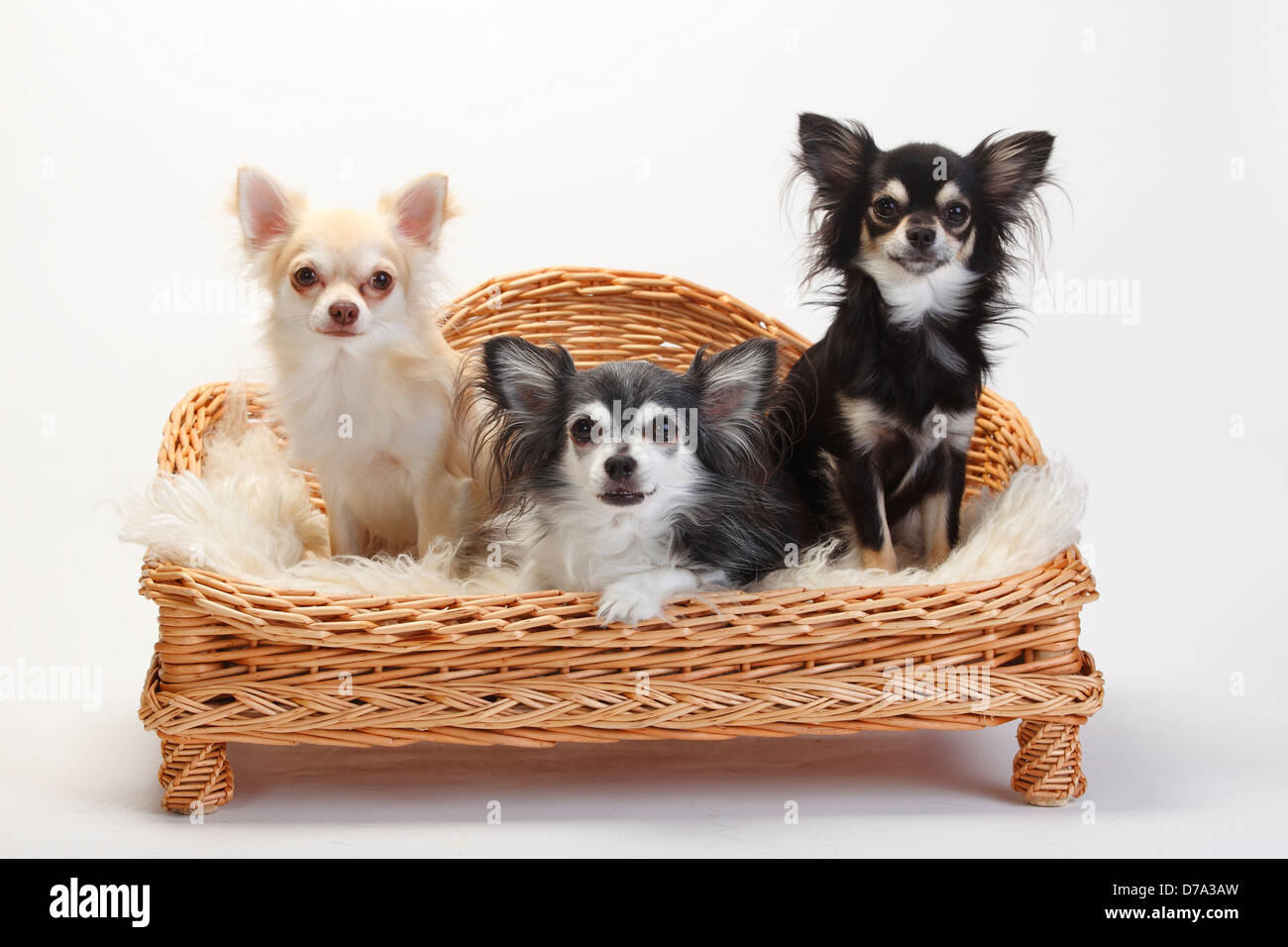 I Chihuahua, longhaired |I Chihuahua, langhaarig / Divano, Hundesofa, Weidensofa Foto Stock