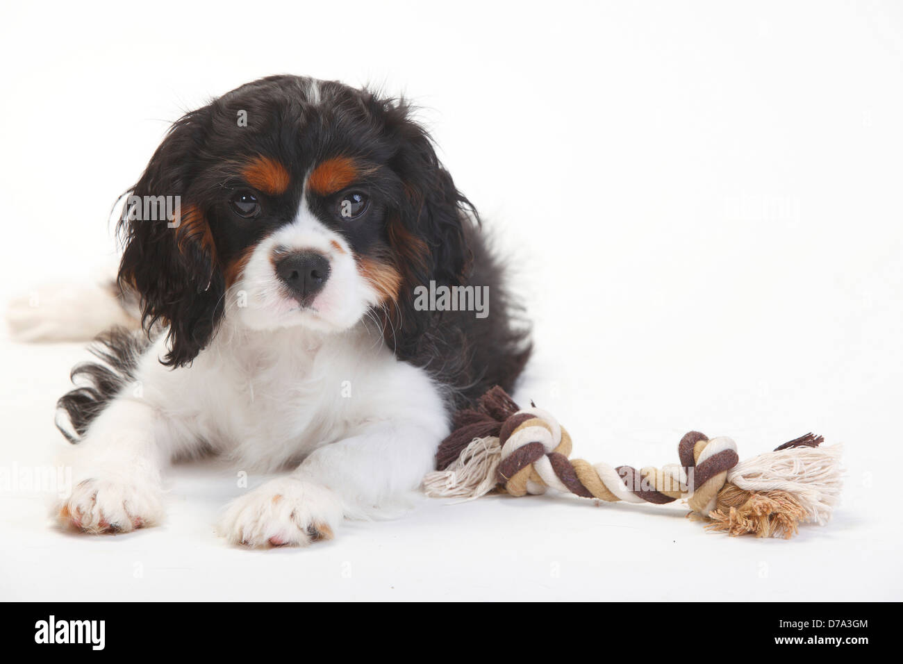 Cavalier King Charles Spaniel, cucciolo, tricolore, 15 settimane / corda giocattolo Foto Stock