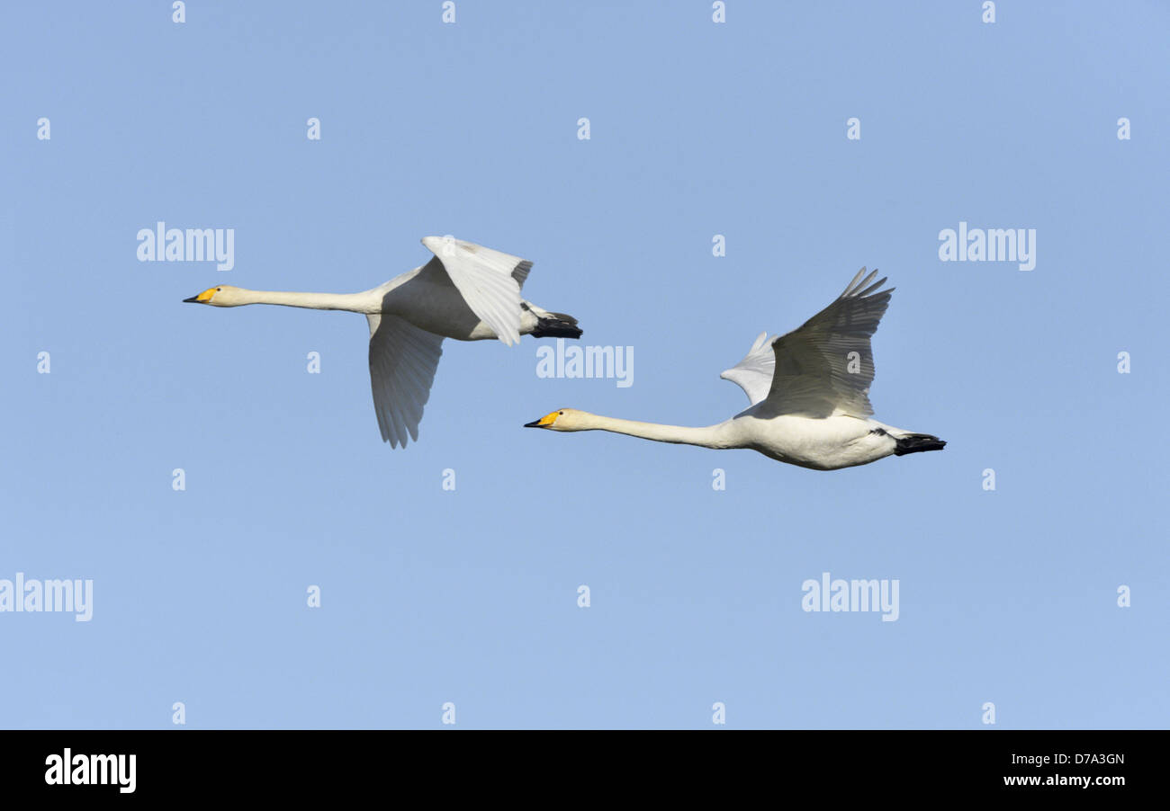Whooper Swan Cygnus cygnus Foto Stock
