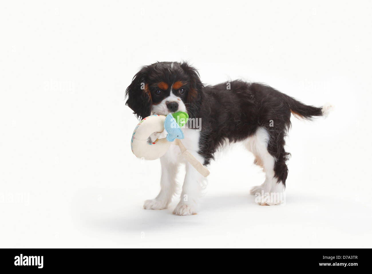 Cavalier King Charles Spaniel, cucciolo, tricolore, 15 settimane, con Toy Foto Stock