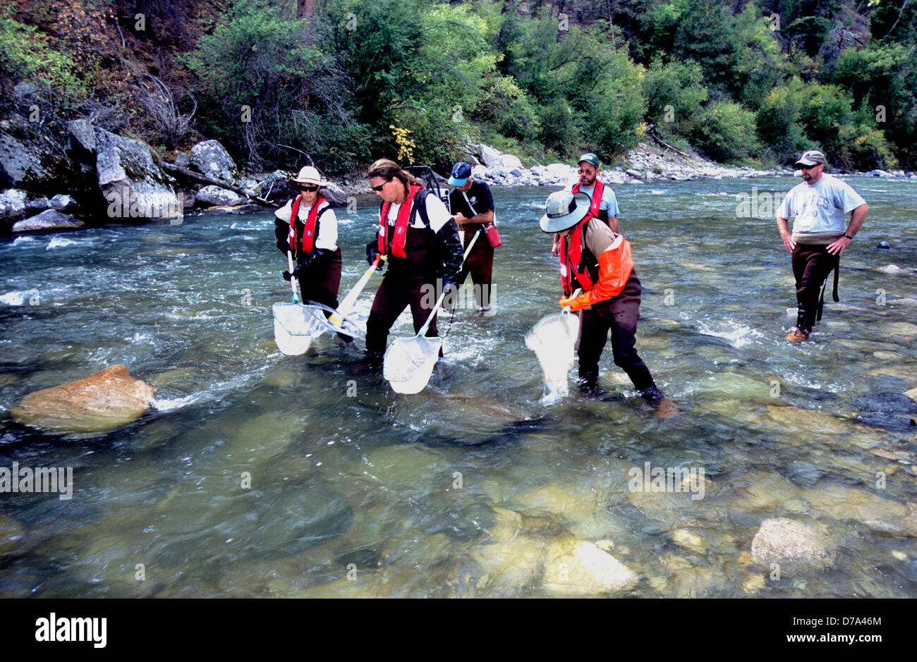 Federale e statale biologi della pesca il campionamento delle popolazioni ittiche in Loon Creek, Idaho, utilizzando tecniche di electrofishing Foto Stock
