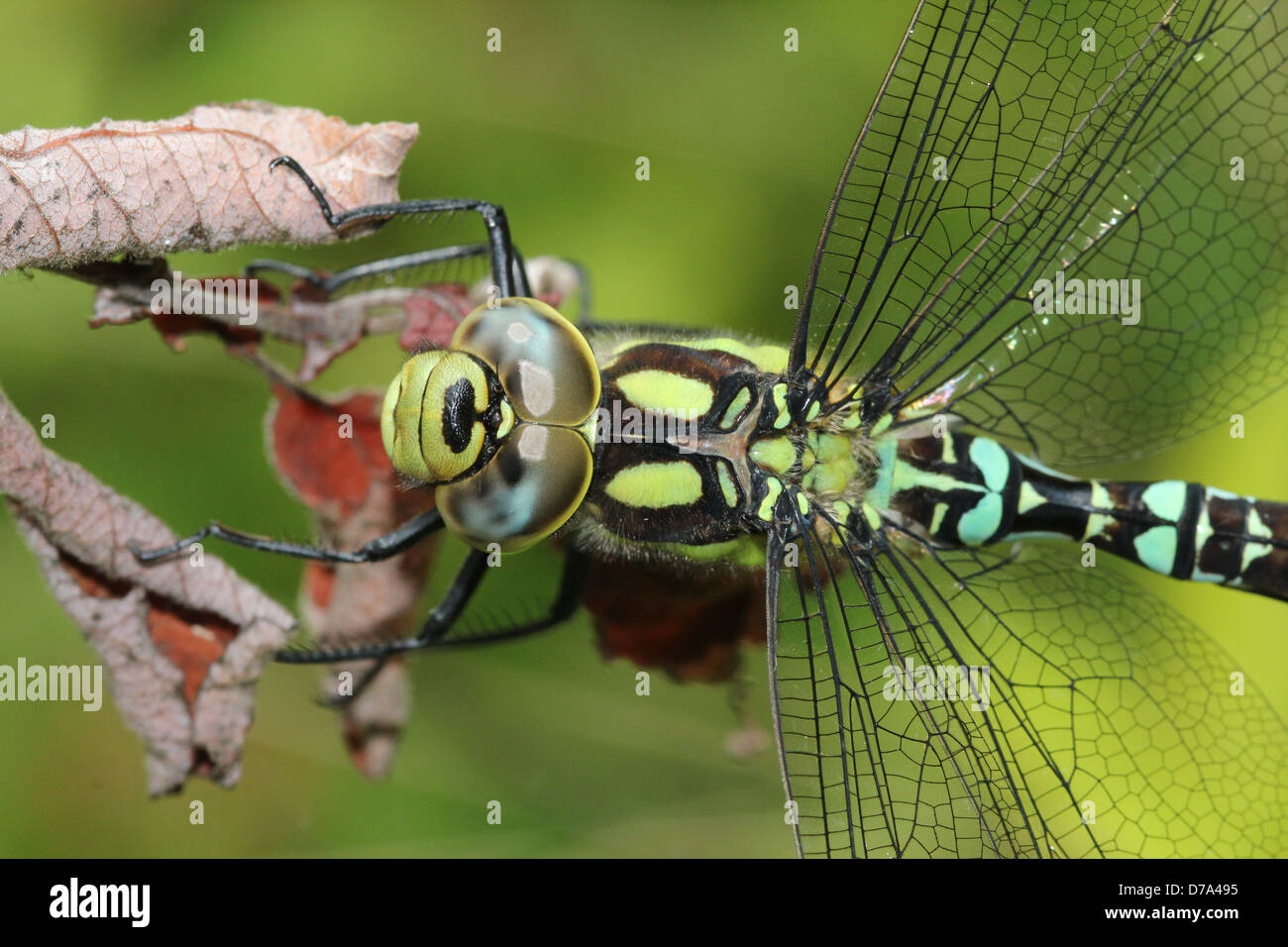 Estremamente dettagliata immagine macro di occhi, testa e torace di un maschio di Southern Hawker-libellula (Aeshna cyanea, a.k.a. Blue Hawker) Foto Stock