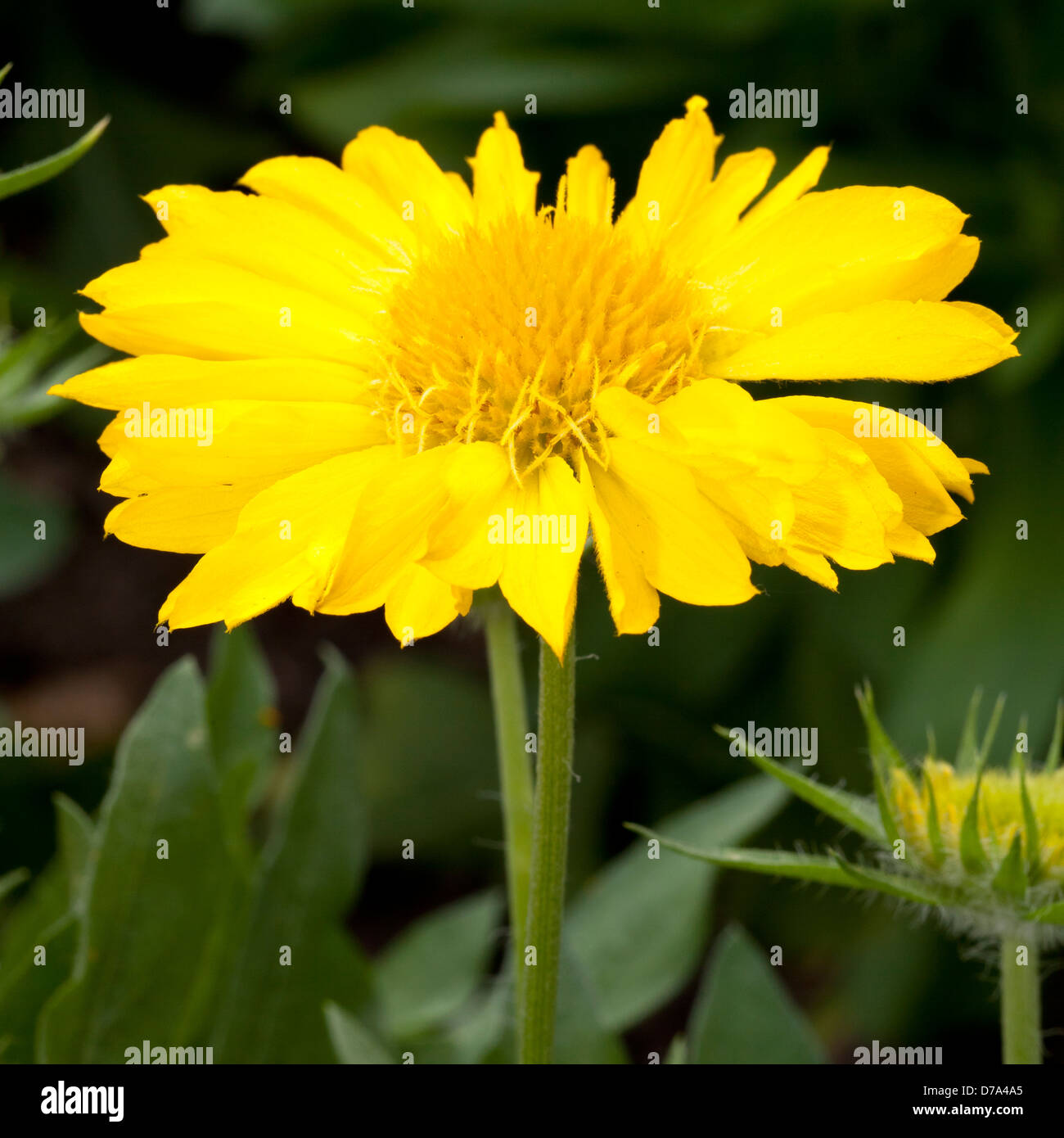 Gaillardia o coperta fiore, Gaillardia x grandiflora, 'Mesa giallo', Asteraceae Foto Stock