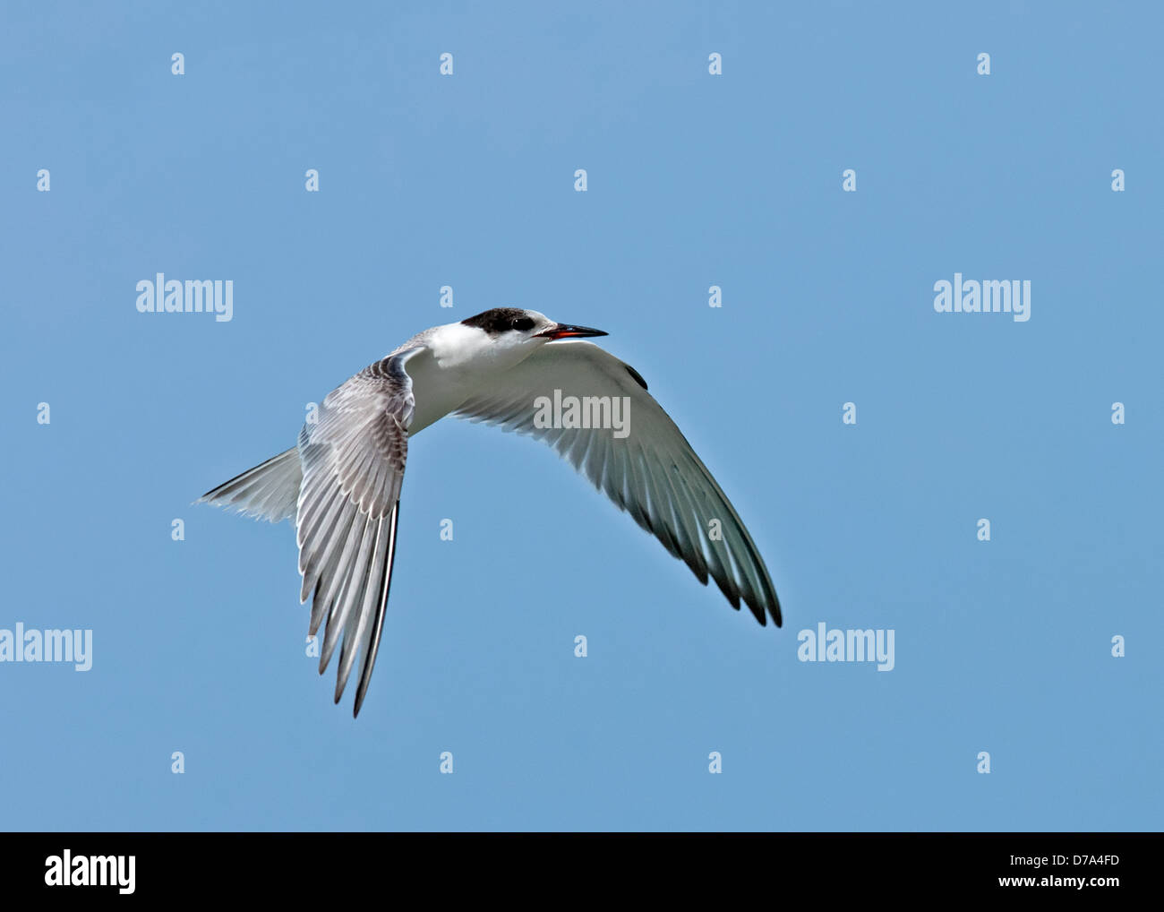 Common Tern Sterna hirundo Foto Stock