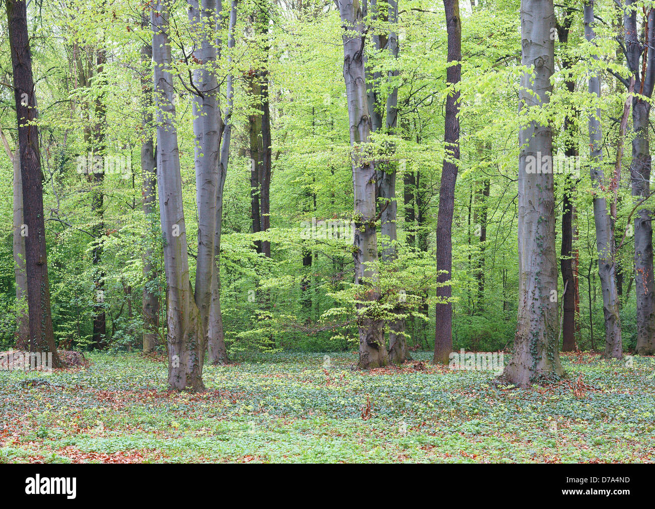 Foresta di primavera fresche foglie verde Foto Stock